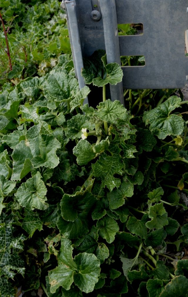 Ecballium elaterium / Ccomero asinino (Cucurbitaceae)